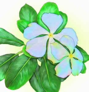 periwinkle-a.jpg (164972 bytes)