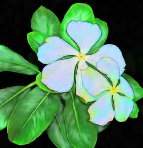 periwinkle1419b.jpg (151945 bytes)