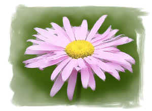 pinkdaisy.jpg (93750 bytes)