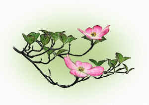 pinkdogwood.jpg (97157 bytes)