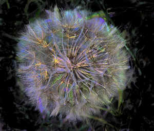 puffball glow.jpg (412665 bytes)