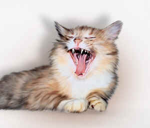 ranchcat.jpg (75767 bytes)