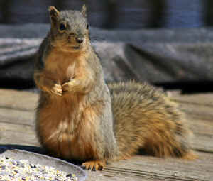 redsquirrelsmudge.jpg (97846 bytes)