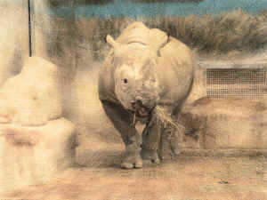 rhino-inthedark.jpg (236109 bytes)