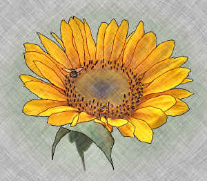 sunflower-forweb.jpg (217949 bytes)