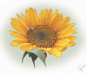 sunflowerforweb.jpg (135630 bytes)