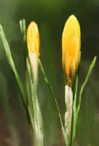 yellowcrocus.jpg (81140 bytes)