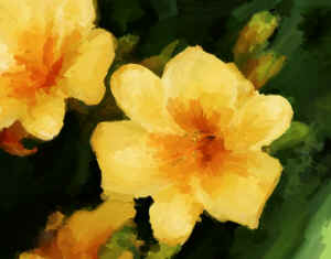 yellowdaylily.jpg (93690 bytes)